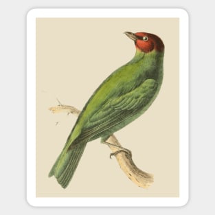 Bay-Headed Tanager Bird Vintage Print by Swainson Sticker